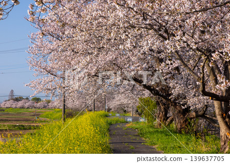 Umenoki, Kawashima-machi, Hiki-gun, Saitama Prefecture: A row of Somei Yoshino cherry trees in full bloom along the Umenoki Koto Reservoir, and rapeseed flowers. Umenoki, Kawashima-machi, Hiki-gun, Saitama Prefecture: A row of Somei Yoshino cherry trees in full bloom along the Umenoki Koto Reservoir, and rapeseed flowers. 139637705