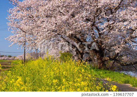 Umenoki, Kawashima-machi, Hiki-gun, Saitama Prefecture: A row of Somei Yoshino cherry trees in full bloom along the Umenoki Koto Reservoir, and rapeseed flowers. Umenoki, Kawashima-machi, Hiki-gun, Saitama Prefecture: A row of Somei Yoshino cherry trees in full bloom along the Umenoki Koto Reservoir, and rapeseed flowers. 139637707