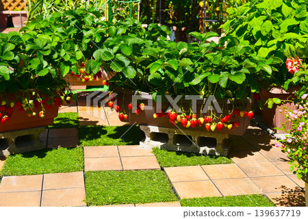 Strawberry picking at home: Strawberries grown in home gardens and planters. 139637719
