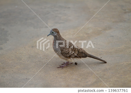 Zebra dove on concrete floor in soft natural light, small wild bird with striped plumage and long tail standing alone Zebra dove on concrete floor in soft natural light, small wild bird with striped plumage and long tail standing alone 139637761
