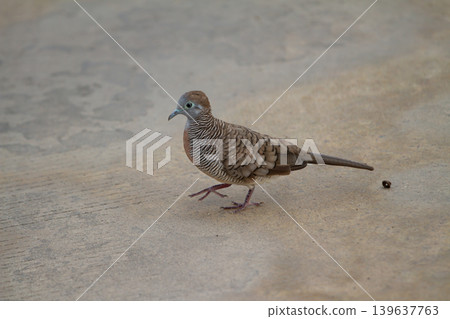 Bird zebra dove ground bird small bird brown feather striped feather walking bird side view nature wildlife Bird zebra dove ground bird small bird brown feather striped feather walking bird side view nature wildlife 139637763
