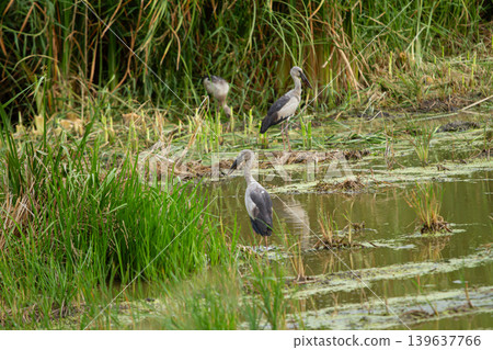 Heron in wetland marsh with green reed and still water, peaceful wild bird scene in natural habitat Heron in wetland marsh with green reed and still water, peaceful wild bird scene in natural habitat 139637766