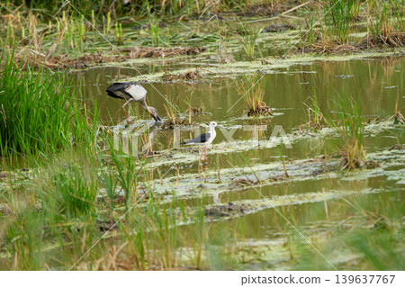 Wetland bird habitat, wading bird in marsh pond, green grass and water plants Wetland bird habitat, wading bird in marsh pond, green grass and water plants 139637767