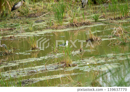 Wading bird in marsh wetland with green water and grass Wading bird in marsh wetland with green water and grass 139637770