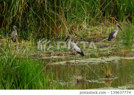 Bird wetland marsh shallow water grass reed habitat wading bird flock natural scene Bird wetland marsh shallow water grass reed habitat wading bird flock natural scene 139637774