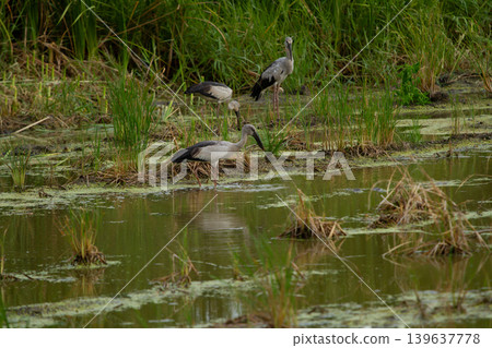 Wading bird in marsh wetland among grass and shallow water, calm wildlife scene with three bird foraging in green swamp habitat Wading bird in marsh wetland among grass and shallow water, calm wildlife scene with three bird foraging in green swamp habitat 139637778