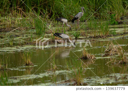Wetland birds feeding in shallow marsh water with green reeds and algae, peaceful natural habitat scene Wetland birds feeding in shallow marsh water with green reeds and algae, peaceful natural habitat scene 139637779