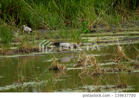 Wetland bird foraging in marsh water with tall grass, natural habitat and calm reflection scene Wetland bird foraging in marsh water with tall grass, natural habitat and calm reflection scene 139637780