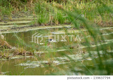 Wading bird foraging in shallow marsh among reeds and algae, calm wetland scene with natural green vegetation and water reflections Wading bird foraging in shallow marsh among reeds and algae, calm wetland scene with natural green vegetation and water reflections 139637794