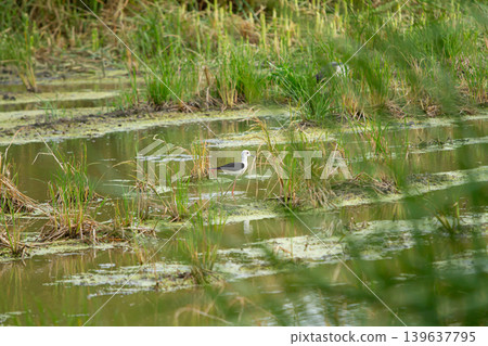 Wetland bird standing in shallow marsh water among green grass and algae, calm natural habitat scene Wetland bird standing in shallow marsh water among green grass and algae, calm natural habitat scene 139637795