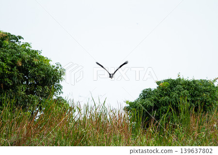 Bird flying over grass and trees in bright sky, outdoor nature scene with open space and calm atmosphere Bird flying over grass and trees in bright sky, outdoor nature scene with open space and calm atmosphere 139637802
