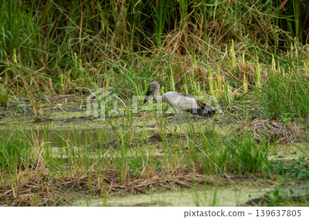 Wading bird in wetland marsh with tall grass and shallow water Wading bird in wetland marsh with tall grass and shallow water 139637805