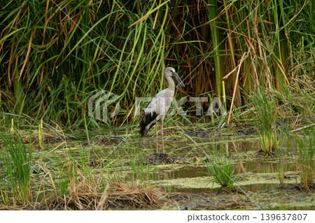 Wetland bird standing in shallow marsh among tall grass, wild heron in natural habitat with green reeds and muddy water 139637807