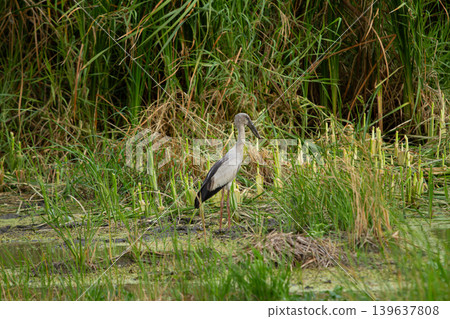 Wading bird in wetland marsh with tall grass and shallow water Wading bird in wetland marsh with tall grass and shallow water 139637808