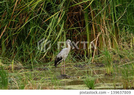 Wading bird in wetland marsh among tall green grass, standing in shallow water with calm natural habitat 139637809