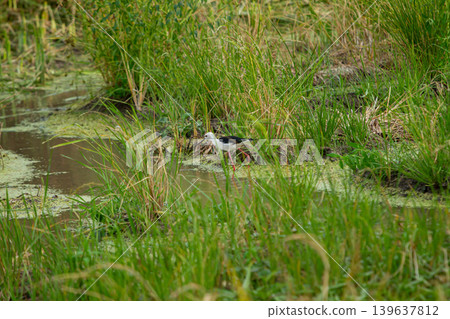 Wetland bird in green marsh grass, shallow pond with reeds and algae, natural habitat scene Wetland bird in green marsh grass, shallow pond with reeds and algae, natural habitat scene 139637812