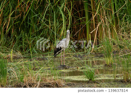 Wading bird in wetland marsh with tall grass and calm water Wading bird in wetland marsh with tall grass and calm water 139637814