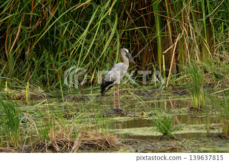 Heron standing in shallow wetland amid tall grass and water plants, calm wildlife scene with natural marsh habitat and reflection Heron standing in shallow wetland amid tall grass and water plants, calm wildlife scene with natural marsh habitat and reflection 139637815