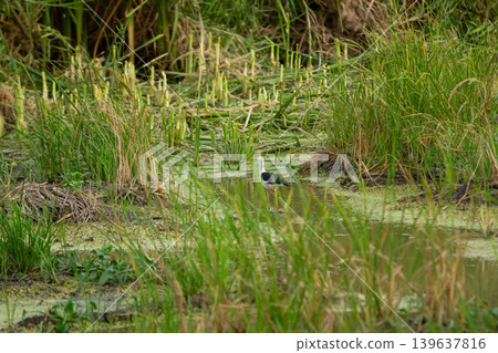 Wetland bird in marsh grass with green water and reeds Wetland bird in marsh grass with green water and reeds 139637816