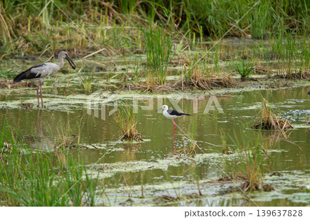 Wetland bird marsh bird water bird wading bird shallow water green marsh aquatic plant tall grass muddy pond wildlife scene Wetland bird marsh bird water bird wading bird shallow water green marsh aquatic plant tall grass muddy pond wildlife scene 139637828