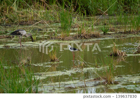 Wetland bird scene with wading bird and black winged bird in marsh pond, green grass and calm water Wetland bird scene with wading bird and black winged bird in marsh pond, green grass and calm water 139637830