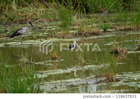 Wetland birds in shallow marsh with grasses and still water Wetland birds in shallow marsh with grasses and still water 139637831