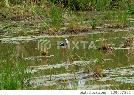 Black wing bird wetland marsh water grass standing wildlife nature habitat wading bird Black wing bird wetland marsh water grass standing wildlife nature habitat wading bird 139637832