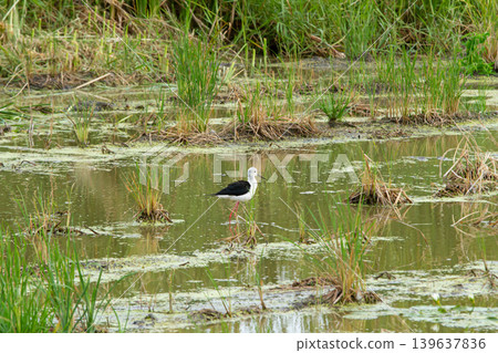 Wetland bird standing in shallow marsh water among green reeds and algae, calm natural habitat scene with reflective pond surface and wildlife conservation setting Wetland bird standing in shallow marsh water among green reeds and algae, calm natural habitat scene with reflective pond surface and wildlife conservation setting 139637836
