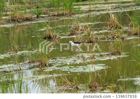 Bird, wetland, marsh, pond, water, grass Bird, wetland, marsh, pond, water, grass 139637838