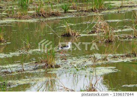 Wading bird in marsh pond with reeds and algae Wading bird in marsh pond with reeds and algae 139637844
