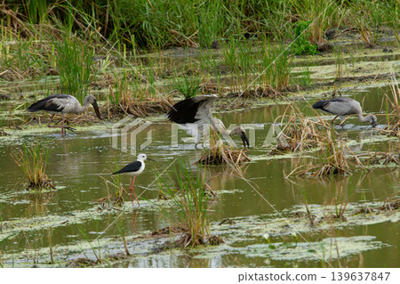 Wetland marsh birds wading in shallow water with tall grass and algae covered pond in natural habitat Wetland marsh birds wading in shallow water with tall grass and algae covered pond in natural habitat 139637847