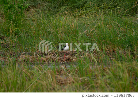 Wading bird in tall green grass with white body and black wing, standing in wetland habitat Wading bird in tall green grass with white body and black wing, standing in wetland habitat 139637863