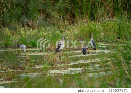 Wetland bird group in shallow marsh with green reed and calm water Wetland bird group in shallow marsh with green reed and calm water 139637871