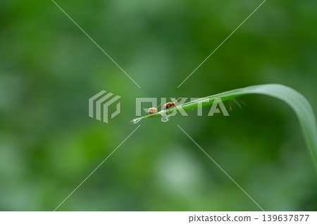 Close-up of two tiny orange beetles resting on a curved green grass blade with smooth blurred background and natural outdoor atmosphere. 139637877