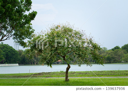 Lakeside tree in green park under calm sky with grassy shore and distant forest 139637936