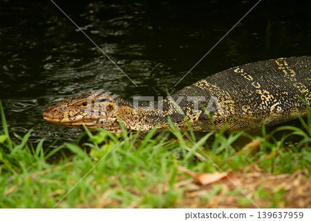 Large monitor lizard resting in shallow water near grassy riverbank with detailed reptile scales and natural outdoor habitat in tropical wetland environment. Large monitor lizard resting in shallow water near grassy riverbank with detailed reptile scales and natural outdoor habitat in tropical wetland environment. 139637959