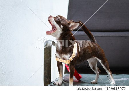 Chihuahua dog yawning on chair indoors with harness and small body Chihuahua dog yawning on chair indoors with harness and small body 139637972