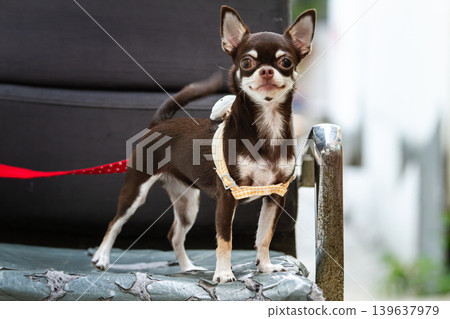 Small dog on chair with harness and leash, alert pet standing indoors with bright background Small dog on chair with harness and leash, alert pet standing indoors with bright background 139637979