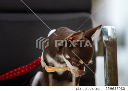Small brown chihuahua dog looking down indoors with red leash and yellow collar on chair Small brown chihuahua dog looking down indoors with red leash and yellow collar on chair 139637980