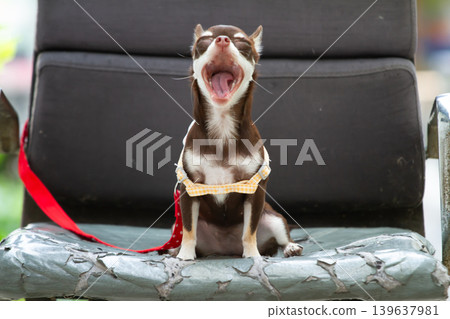Small dog yawning sitting brown white harness leash pet animal chair Small dog yawning sitting brown white harness leash pet animal chair 139637981