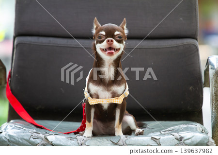 Small brown chihuahua dog sitting on chair with happy face and harness outdoors Small brown chihuahua dog sitting on chair with happy face and harness outdoors 139637982