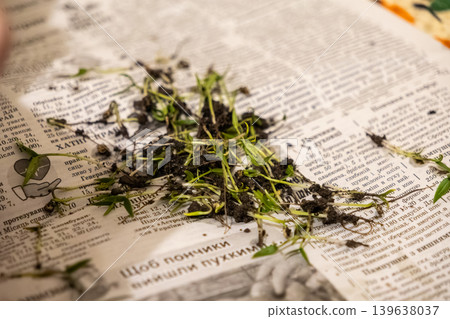 Young green seedlings with soil roots prepared for planting on a newspaper background, highlighting sustainable gardening, organic food cultivation, and home agriculture practices Young green seedlings with soil roots prepared for planting on a newspaper background, highlighting sustainable gardening, organic food cultivation, and home agriculture practices 139638037