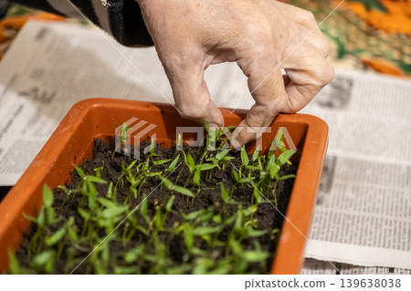 An elderly person gently tends to young pepper seedlings in a plastic tray, representing home gardening, sustainable living, growth, nurturing nature, and a seasonal farming hobby An elderly person gently tends to young pepper seedlings in a plastic tray, representing home gardening, sustainable living, growth, nurturing nature, and a seasonal farming hobby 139638038