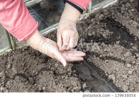 A senior woman plants small vegetable seeds into rich soil inside a backyard greenhouse, fostering sustainability and the rewarding hobby of growing fresh organic food produce at her home 139638058