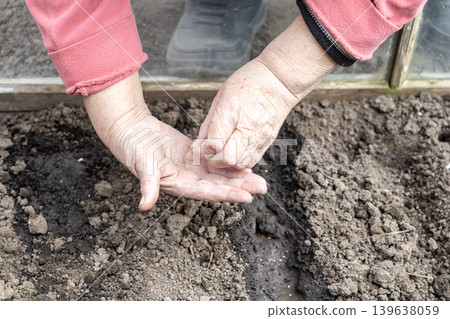 Senior hands planting small vegetable seeds in garden soil to represent sustainable hobby farming, spring cultivation preparation, and the joy of home gardening for healthy organic food supply 139638059