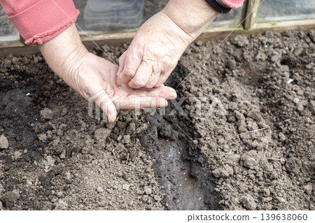 An elderly person carefully sowing small seeds into dark soil within a bright greenhouse, highlighting a sustainable lifestyle, spring gardening activities, and growing fresh organic food An elderly person carefully sowing small seeds into dark soil within a bright greenhouse, highlighting a sustainable lifestyle, spring gardening activities, and growing fresh organic food 139638060