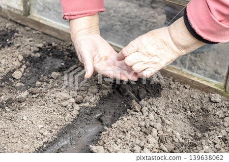 Senior hands planting small seeds in dark fertile soil inside a greenhouse, representing sustainable agriculture, home gardening hobby, and the beginning of a fresh vegetable growing season 139638062