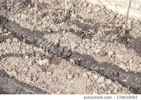 Small white seeds scattered along a furrow in dark fertile soil for spring planting, illustrating the agricultural process of sowing crops in a home garden or professional farm field setting Small white seeds scattered along a furrow in dark fertile soil for spring planting, illustrating the agricultural process of sowing crops in a home garden or professional farm field setting 139638065