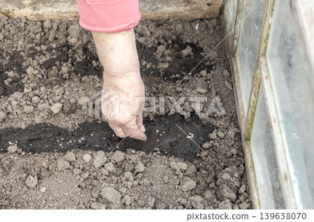 An elderly person carefully plants small seeds into fresh garden soil during the early spring season, representing a commitment to sustainable organic agriculture and home food harvest efforts 139638070