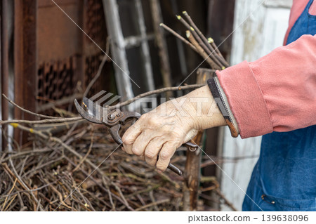 An elderly person uses vintage garden shears to trim dry branches, emphasizing seasonal maintenance of fruit trees in a home orchard during the spring season to ensure long-term healthy growth An elderly person uses vintage garden shears to trim dry branches, emphasizing seasonal maintenance of fruit trees in a home orchard during the spring season to ensure long-term healthy growth 139638096